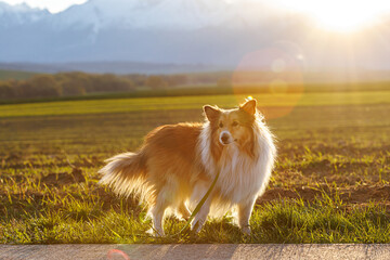 Naklejka na ściany i meble Fluffy shetland sheepdog on the snowy mountains background.