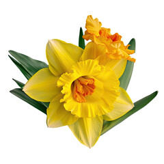 Yellow orange daffodil flower arrangement © CozyDesign