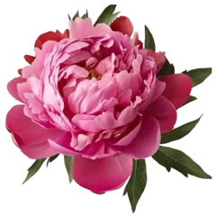 Pink peony flower arrangement transparent 