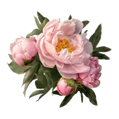 Foto auf Leinwand Pink peony flower arrangement transparent  © CozyDesign