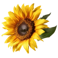 Rolgordijnen Sunflower blooming yellow  © CozyDesign