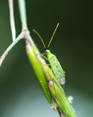 Selective focus on green plant bug Macrolophus Costalis