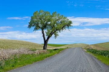 Lone tree next to a gravel road.