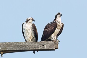 Two large osprey on wooden posts.