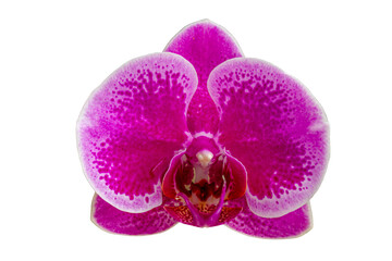 A flower of the Moth orchid or Moon Orchid type, which is purple in color with dark spots