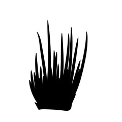 grass isolated on white background