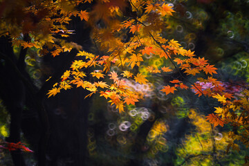 Colorful autumn leaves with special bokeh background, Japan 