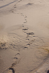 Footprints in the sand. Sand dunes in Nida, Lithuania