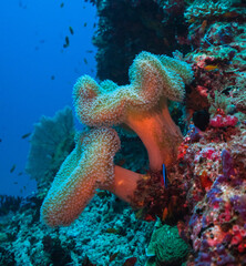 White soft coral, Maldives, Indian Ocean