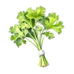 Celery in watercolor style with ink outline on white background (generative AI)