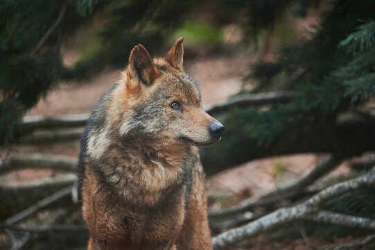 Wild Iberian wolf standing in forest and looking away