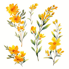 Set of yellow floral watecolor. flowers and leaves. Floral poster, invitation floral. Vector arrangements for greeting card or invitation design