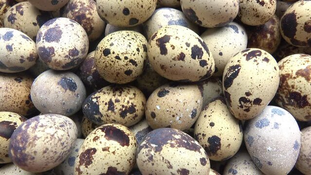 Close-up quail eggs in a farm