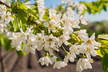 Small green leaves and white flowers of sweet cherry blossoms.