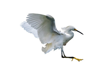 Snowy Egret (Egretta thula) Photo, in Landing Mode, on a Transparent Background - 603747709