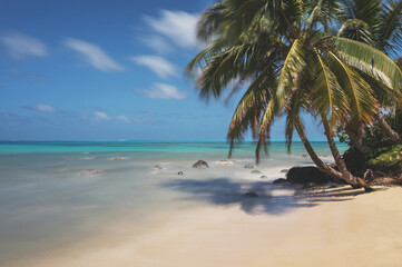 Obraz premium Clear tropical beach with palm tree