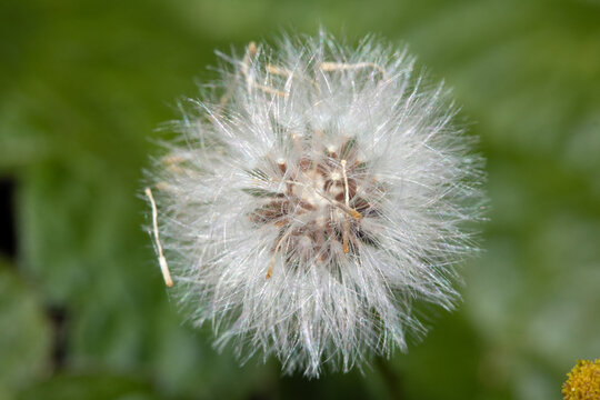 Close Up of a Dandelion Head with Seeds
