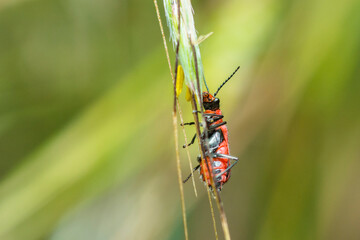 Ventral view of malachite beetle, Malachius Coccineus