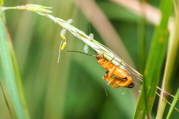 Selective focus on two Common Red Soldier Beetle mating, Rhagonycha Fulva