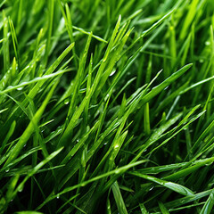 Fototapeta na wymiar Prato verde dettaglio di fili di erba 