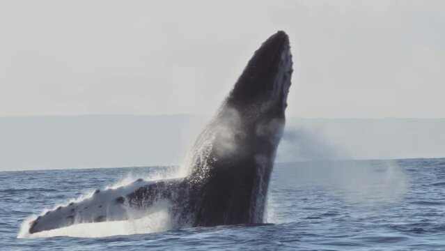 Majestic Humpback Whale Breaching Ocean Surface in a Powerful Display. The Giant Creature Creates a Spectacular Splash. Remastered 2023 version. High-Quality 4K Footage. Slow Motion.