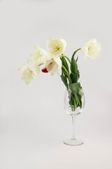 White spring tulips in on a white background. Spring concept.