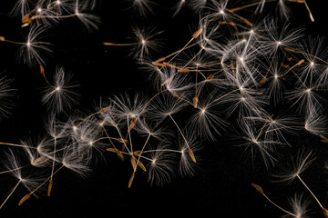 Dandelion with seeds blowing away in the wind across on black background.