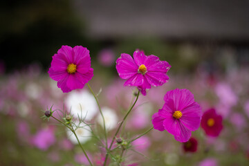 cosmos flower in the field