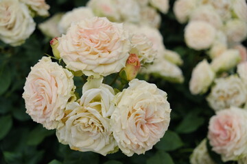 白いバラ　Rose