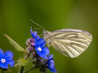 Green-veined White Feeding on Wood Forget-me-not