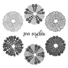 Sea urchin. Hand drawn vector collection, 6 isolated  elements on white background. Perfect for decoration, invitation, card, poster and as a design element.