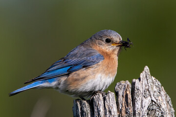 Blue Bird with a Bug