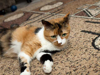 Spotted cat, long hair and three colors