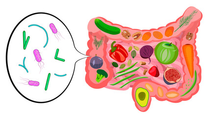 Healthy foods for gut health. Good bacteria in the gut
