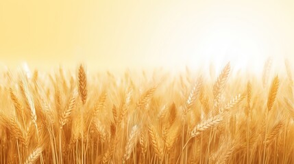  a close up of a wheat field with the sun shining in the background and a blurry image of wheat stalks in the foreground.  generative ai