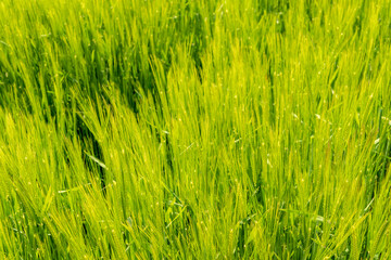 green wheat field