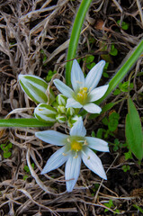 (Ornithogalum fimbriatum, Asparagaceae), an early-spring flowering rare plant, Red Book of Ukraine