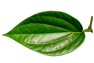Fototapeta na wymiar Close up of a green heart-shaped Betel leaf with a detailed leaf frame