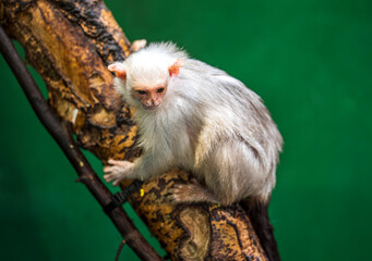 Mico argentatus climbs on brown branch