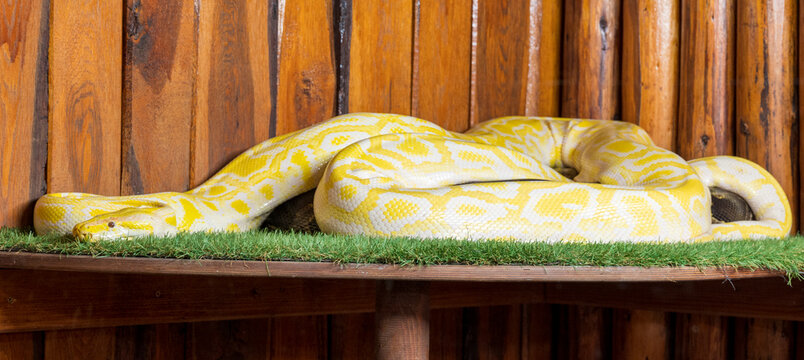 Big yellow Python regius lies on green grass