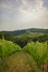 Fototapeta na wymiar vineyard in the summer in Tuscany