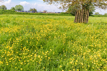 Springtime buttercups in flower on the banks of the Gloucester & Sharpness Canal at Frampton on Severn, Gloucestershire, England UK