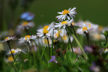 Gänseblümchen in einer Wiese