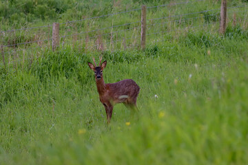 A beautiful animal portrait of a Roe Deer in the countryside
