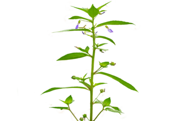 A wild grass stalk named Bastard pennyroyal has small green leaves and purple flowers