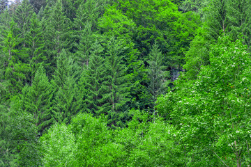 Fototapeta na wymiar Scenic panoramic landscape: beautiful clinic black forest HD pics, Germany, EUROPE