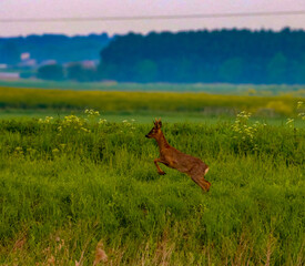 A beautiful animal portrait of a Roe Deer shortly after sunrise