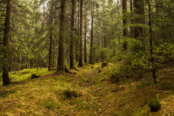 Forest background. Dark forrest nature view landscape