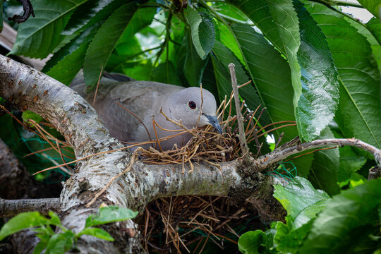 Streptopelia decaocto. Turtle Dove incubating in the nest between the branches of a tree.