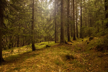 Obraz premium Forest background. Dark forrest nature view landscape